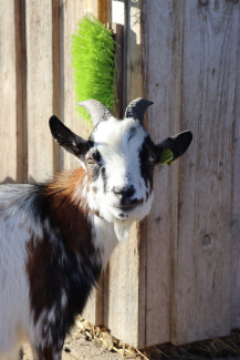 Auf dem Krümmelhof gibt es allerlei Tiere zu entdecken.