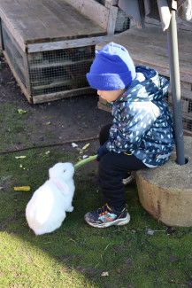 Kind füttert hasen